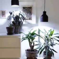 Parus By Venso LED-Pflanzenlampe Indoor Plants 6 W E27 -Vitavia Verkäufe 1429091 4979 3