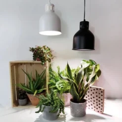 Parus By Venso LED-Pflanzenlampe Indoor Plants 6 W E27 -Vitavia Verkäufe 1429091 4979 5