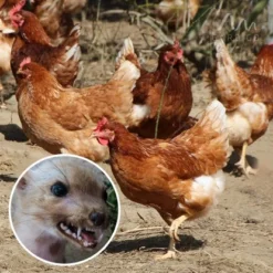 Gardigo Marder-Frei Mobil -Vitavia Verkäufe 302634 2272 16