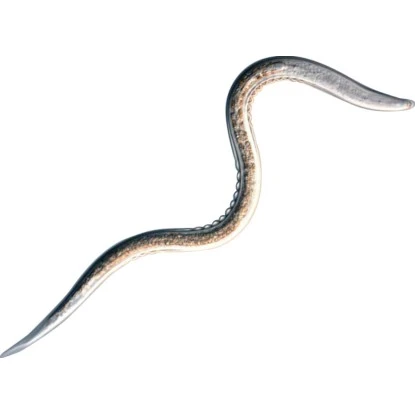 Biohelp Garten Und Bienen Nematoden Gegen Gartenlaub, Mai- Und Junikäferlarven 1 Biohelp Garten Und Bienen Nematoden Gegen Gartenlaub, Mai- Und Junikäferlarven