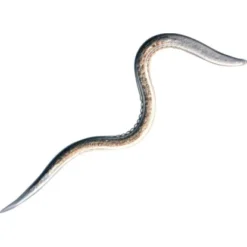 Biohelp Garten Und Bienen Nematoden Gegen Dickmaulrüssler-Larven 5 Mio