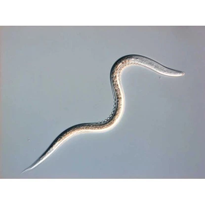 Biohelp Garten Und Bienen Nematoden Gegen Gartenlaub, Mai- Und Junikäferlarven 2 Biohelp Garten Und Bienen Nematoden Gegen Gartenlaub, Mai- Und Junikäferlarven – Bild 2