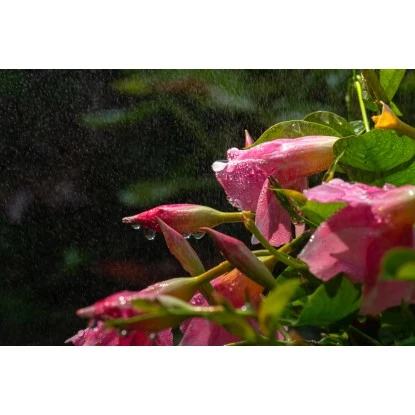 Elgo Dunstkühlung (CMK) Abkühlung Und Erhöhung Der Luftfeuchtigkeit 4 Elgo Dunstkühlung (CMK) Abkühlung Und Erhöhung Der Luftfeuchtigkeit – Bild 4