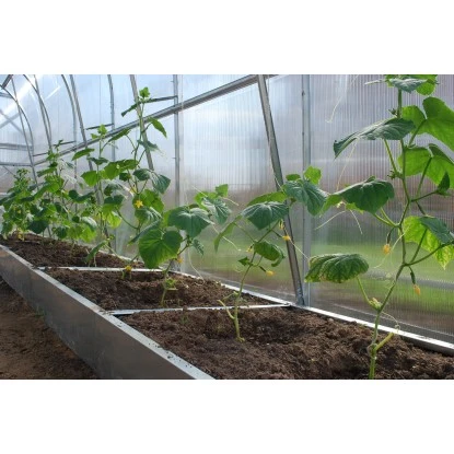 Westmann Gewächshaus Tunnel 4 M² Stahl Silber 200 Cm X 200 Cm 7 Westmann Gewächshaus Tunnel 4 M² Stahl Silber 200 Cm X 200 Cm – Bild 7