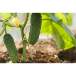 Westmann Gewächshaus Tunnel 12 M² Stahl Silber 200 Cm X 600 Cm -Vitavia Verkäufe 743366 1741 PD102791 06