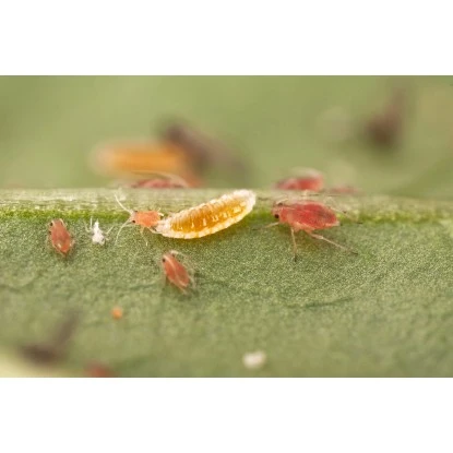 Biohelp Garten Und Bienen Gallmückenlarven Gegen Blattläuse 250 Stück. 1 Biohelp Garten Und Bienen Gallmückenlarven Gegen Blattläuse 250 Stück.