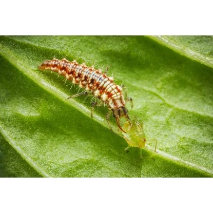 Biohelp Garten Und Bienen Florfliegenlarven Gegen Blattläuse, Thripse Uvm. 1 Biohelp Garten Und Bienen Florfliegenlarven Gegen Blattläuse, Thripse Uvm.