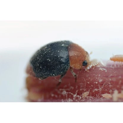 Biohelp Garten Und Bienen Australische Marienkäfer Gegen Wollläuse 25 Stück. 1 Biohelp Garten Und Bienen Australische Marienkäfer Gegen Wollläuse 25 Stück.