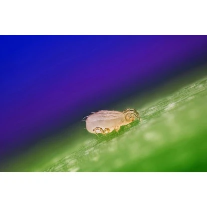 Biohelp Garten Und Bienen Raubmilbe Gegen Spinn- Und Weichhautmilbe 1.000 Stück. 1 Biohelp Garten Und Bienen Raubmilbe Gegen Spinn- Und Weichhautmilbe 1.000 Stück.