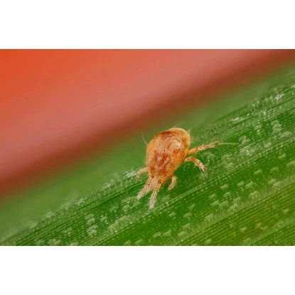 Biohelp Garten Und Bienen Raubmilben Gegen Spinnmilben 300 Stück. 1 Biohelp Garten Und Bienen Raubmilben Gegen Spinnmilben 300 Stück.