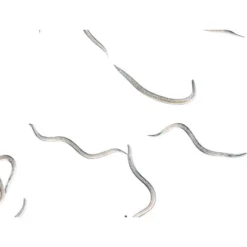 Biohelp Garten Und Bienen Nematoden Gegen Maulwurfsgrillen Und Wiesenschnaken