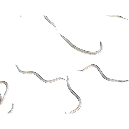 Biohelp Garten Und Bienen Nematoden Gegen Maulwurfsgrillen Und Wiesenschnaken 1 Biohelp Garten Und Bienen Nematoden Gegen Maulwurfsgrillen Und Wiesenschnaken