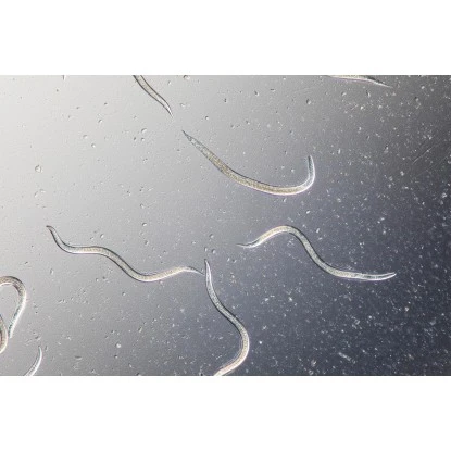 Biohelp Garten Und Bienen Nematoden Gegen Maulwurfsgrillen Und Wiesenschnaken 2 Biohelp Garten Und Bienen Nematoden Gegen Maulwurfsgrillen Und Wiesenschnaken – Bild 2