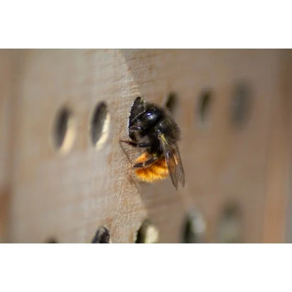 Insektenhotel Für Wildbienen Und Grabwespen Mit Beobachtungslade 5 Insektenhotel Für Wildbienen Und Grabwespen Mit Beobachtungslade – Bild 5