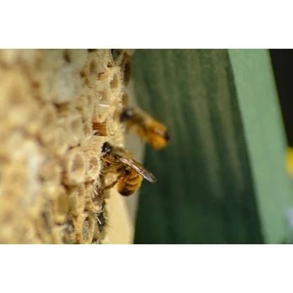 Insektenhotel Für Wildbienen Und Grabwespen Mit Beobachtungslade 6 Insektenhotel Für Wildbienen Und Grabwespen Mit Beobachtungslade – Bild 6