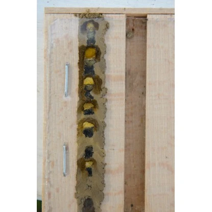 Insektenhotel Für Wildbienen Und Grabwespen Mit Beobachtungslade 7 Insektenhotel Für Wildbienen Und Grabwespen Mit Beobachtungslade – Bild 7